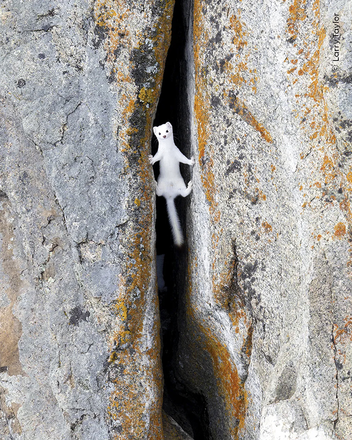 l'hermine monte dans une cheminée